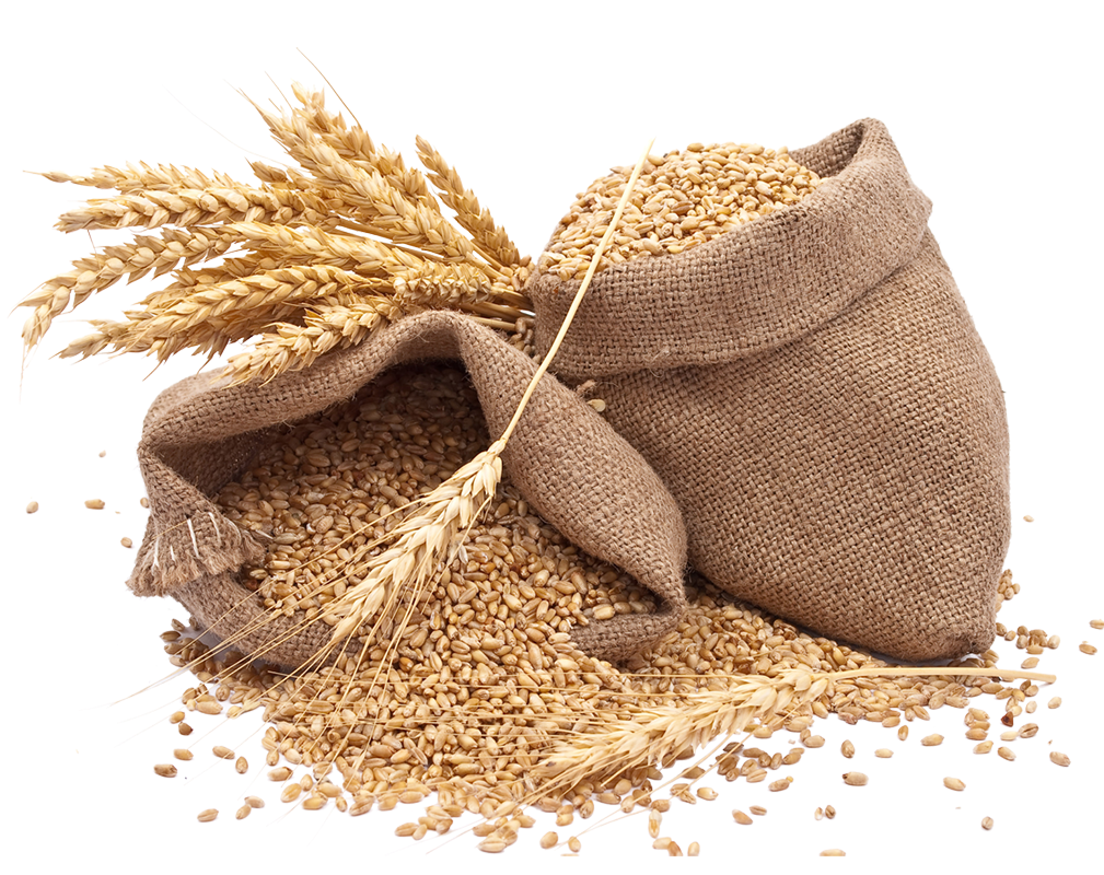 GENERAL CHARACTERISTICS - Wheat is one of the three most important cereal crops in the world, along with corn and rice. It is reported that the wheat began to grow in the home, at least since the beginning of 9000 BC and now it is grown in almost all parts of the world. - Wheat is an important source of dietary carbohydrate (starch) and protein (gluten). Its grains are a staple food and is used for the production of flour, dough, cookies, cakes, breakfast cereals, pasta, noodles, etc. and for the manufacture of alcohol or biofuel. To a limited extent used for animal feed - Different varieties of wheat grown worldwide. In today's food production used six main types of wheat.