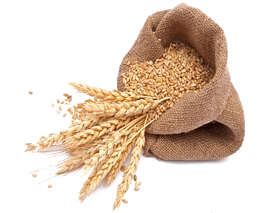 export barley